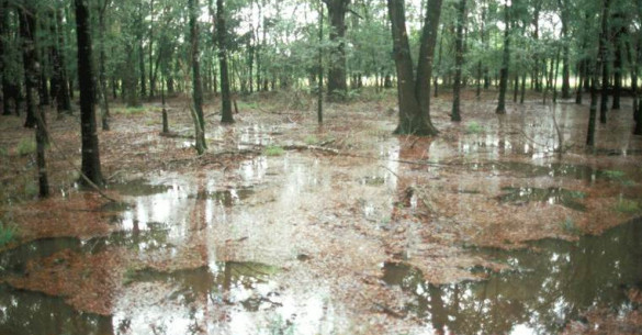 Coastal Flatwoods – Armand Bayou Nature Center