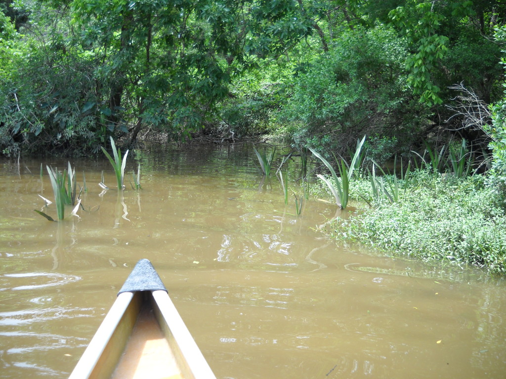 Wooded view of Sims Bayou with Irises emerging from the brown bayou water in the middle ground and the front of a canoe in the foreground