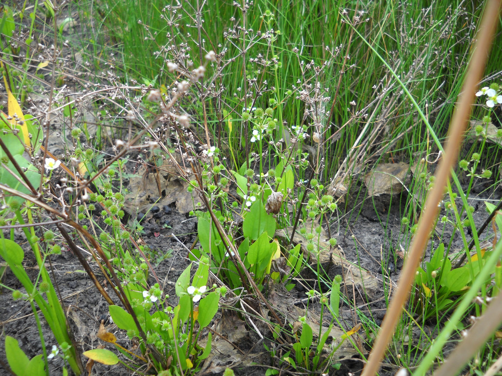 <em>Echinodorus rostratus</em>