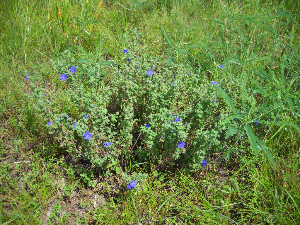 <em>Hydrolea ovata</em>