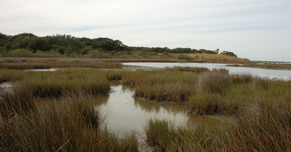 Estuarine or Tidal Fringe Wetlands Copano Bay