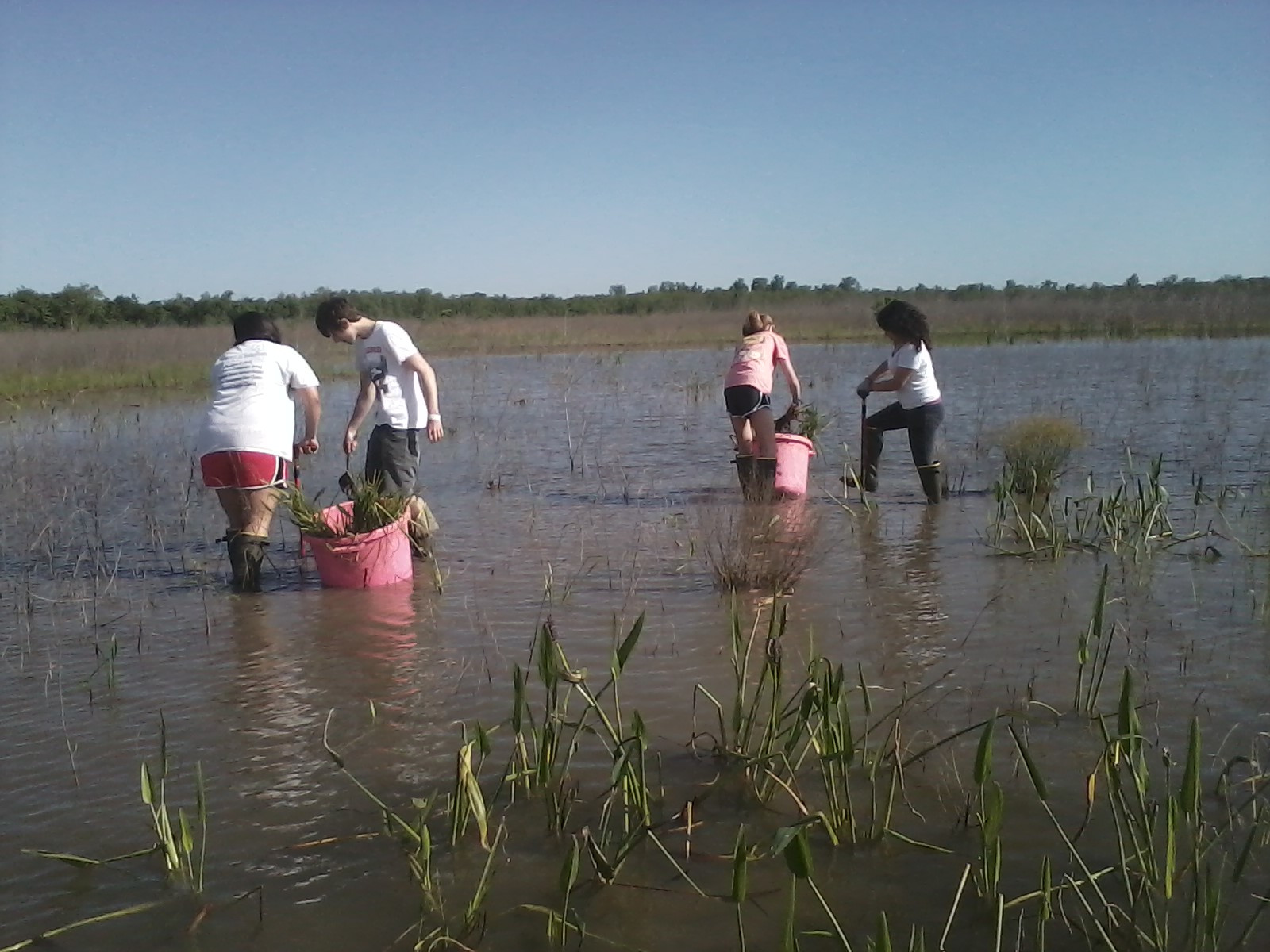 Four students planting