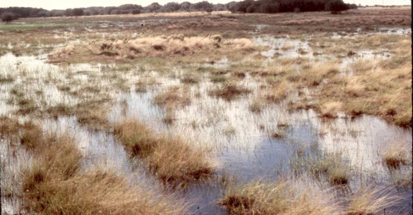 Prairie Pothole and Marsh Wetlands in Matagorda