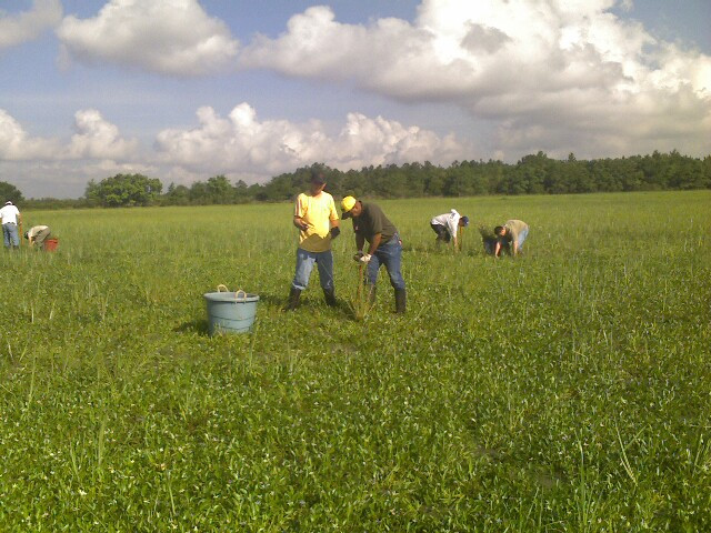 two men planting near a green bucket