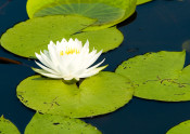 White Water Lily