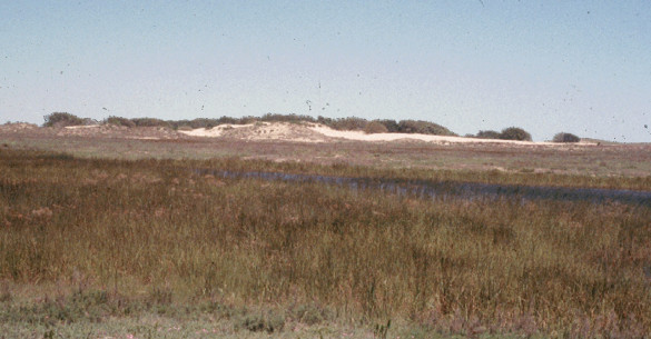 A depressional wetland on the Texas Sand Sheet. Al/ of the greener grass is wetland, with the deepest part of the wetland inundated with water. A dune complex is in the background