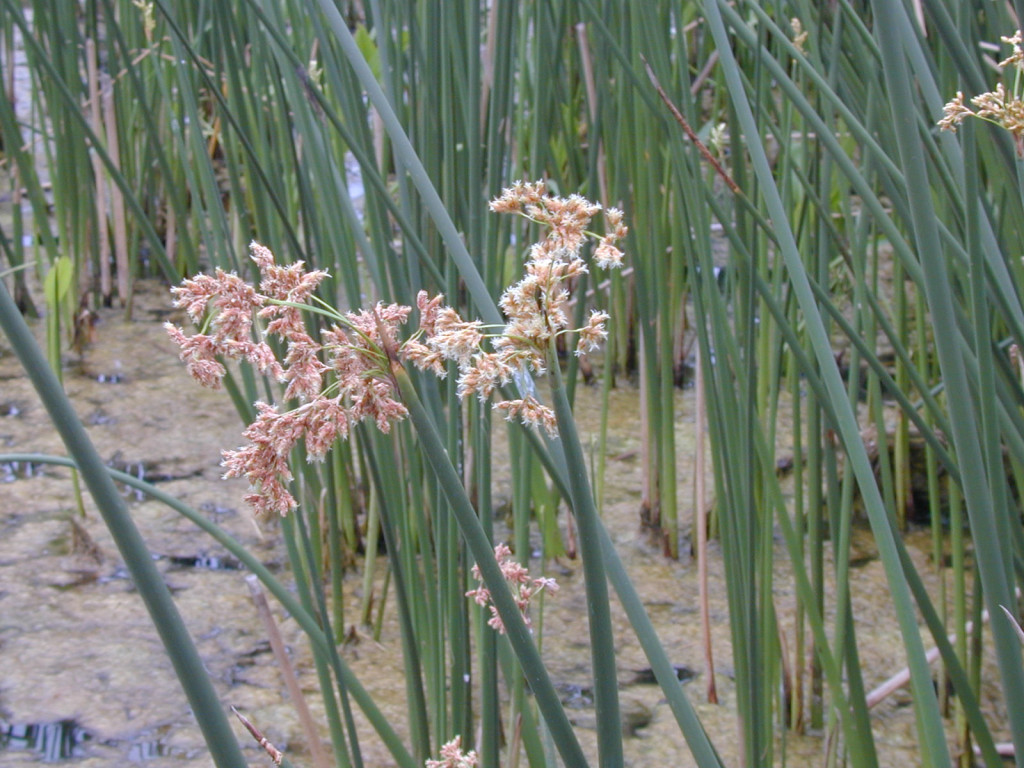 california bulrush