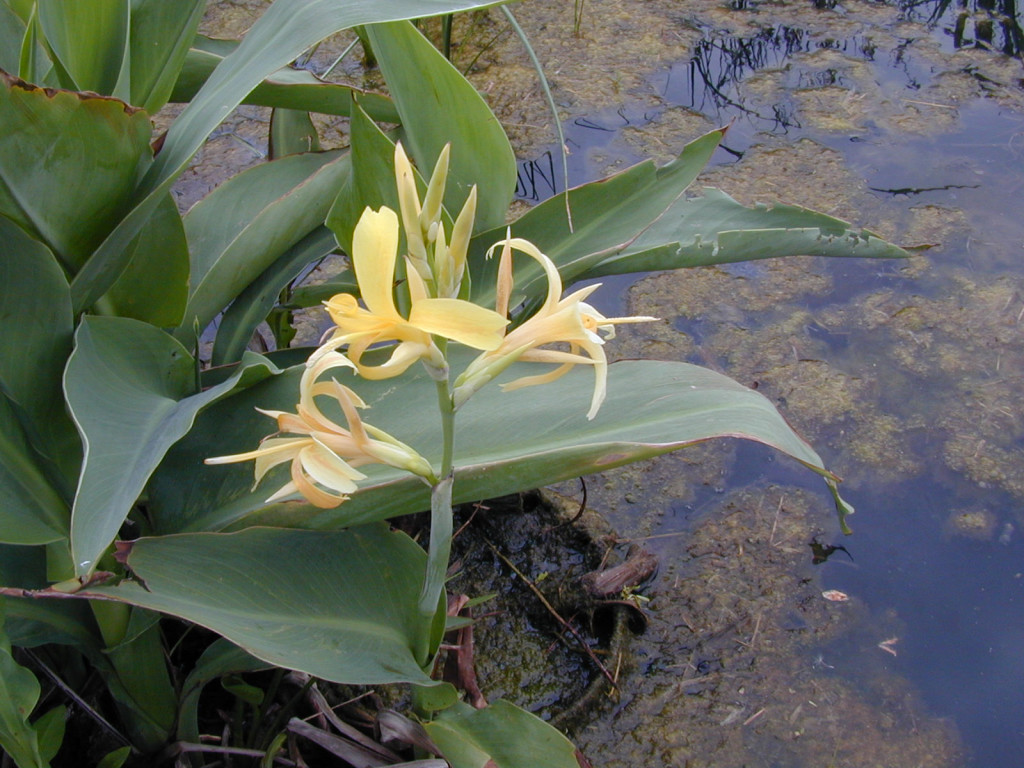 <em>Canna glauca</em>