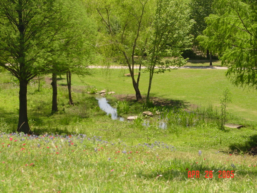 small stream with weland vegetation and young trees