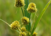 Buttonbush flatsedge