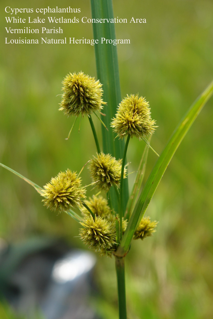 Buttonbush flatsedge