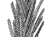 Neally's Sprangletop, Leptochloa nealleyi