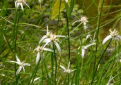 White-top Sedge