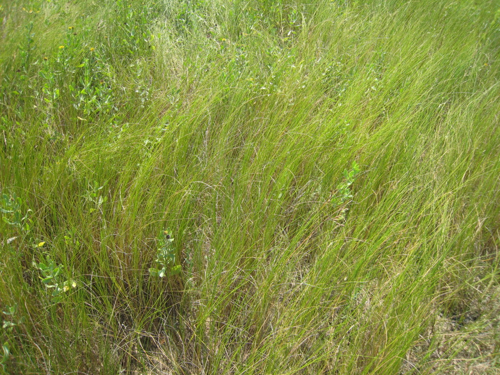 Marsh Hay Cordgrass