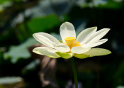 American Lotus