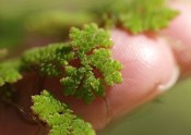 Water Fern on a fingertip