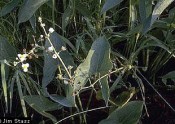 Broadleaf Arrowhead leaves and flower