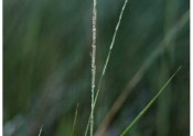 spike on grass with seeds