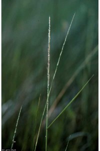 spike on grass with seeds