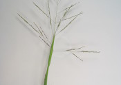 Panicum infloresence