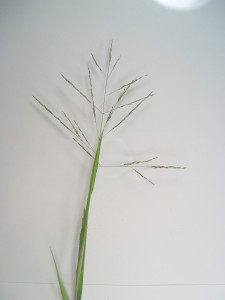 Panicum infloresence