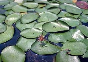 Flat, round Watershield clustered on surface of pond