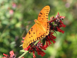 Gulf Fritillary butterfly in the native plant garden