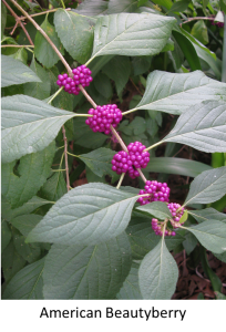 Beautyberry