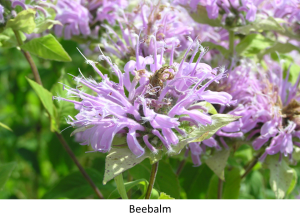 Beebalm