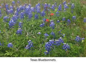 Bluebonnets