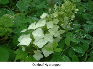 Oakleaf Hydrangea