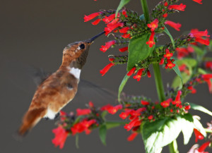 S333-1d Rufous Hummingbird - male_7138DM