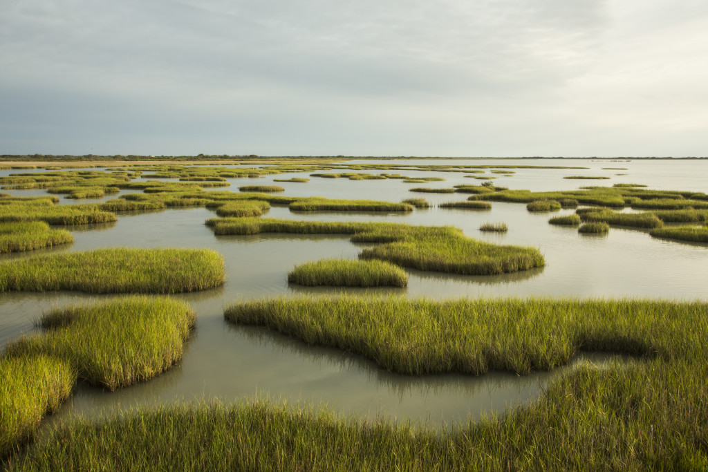Salt Marsh Wetlands
