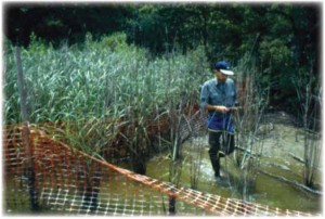 Climate Change Impacts on Wetlands 1