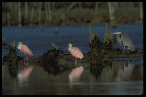 birds in a mud flat