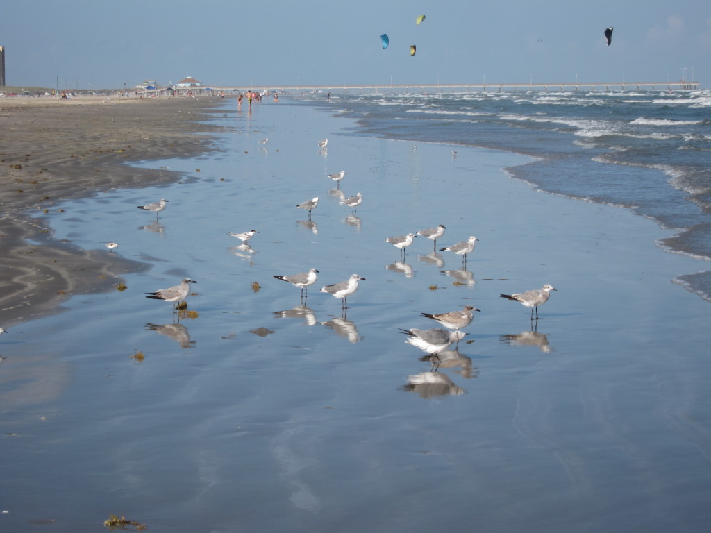 BIrds on the beach