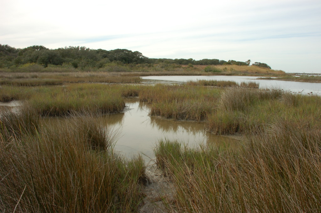 Salt Marsh Wetlands